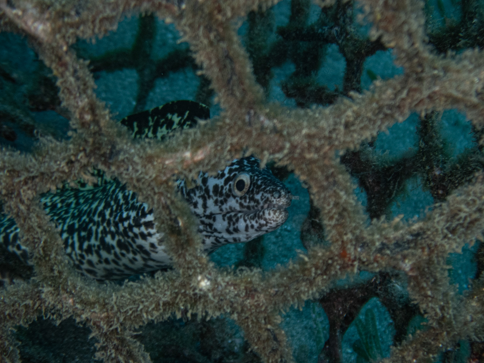 Murène Tachetée