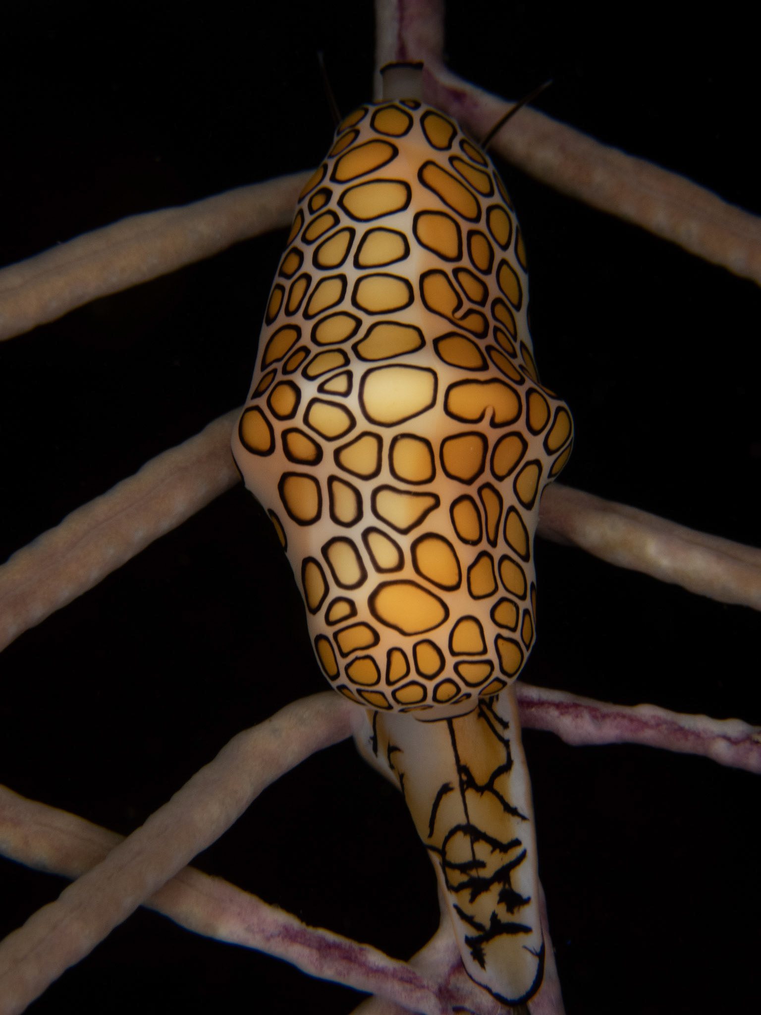 Monnaie Caraibe à Ocelles