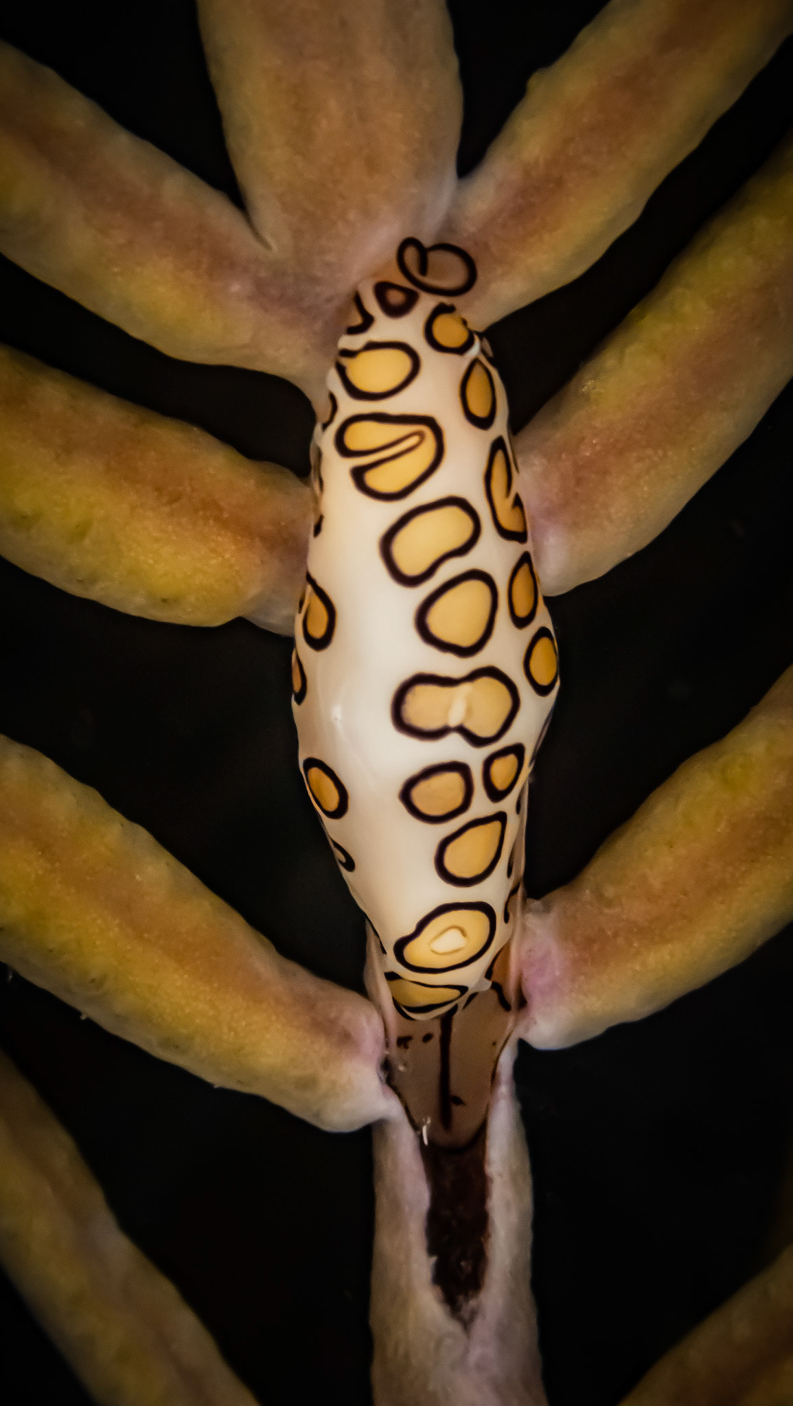 Monnaie Caraibe à Ocelles