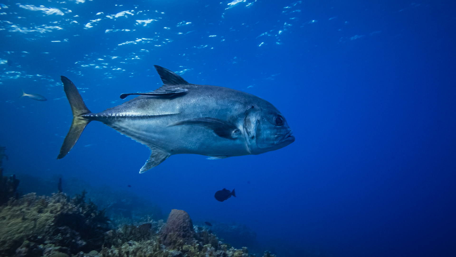 Carangue à gros yeux