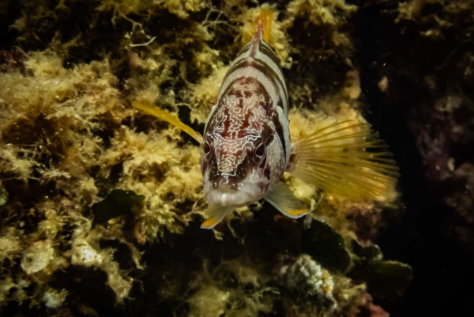 Serranus Scriba