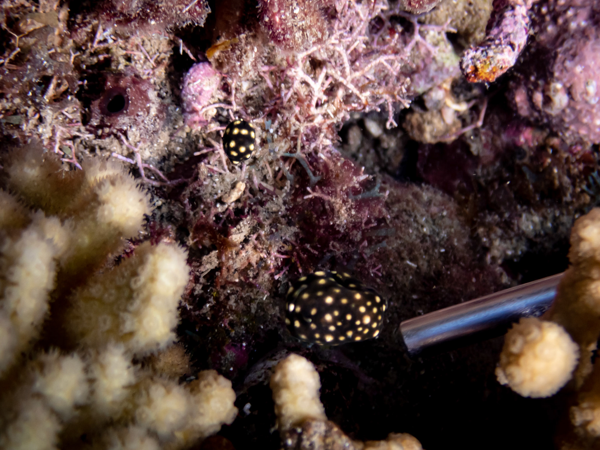 Coffres Mouton (Juvéniles)