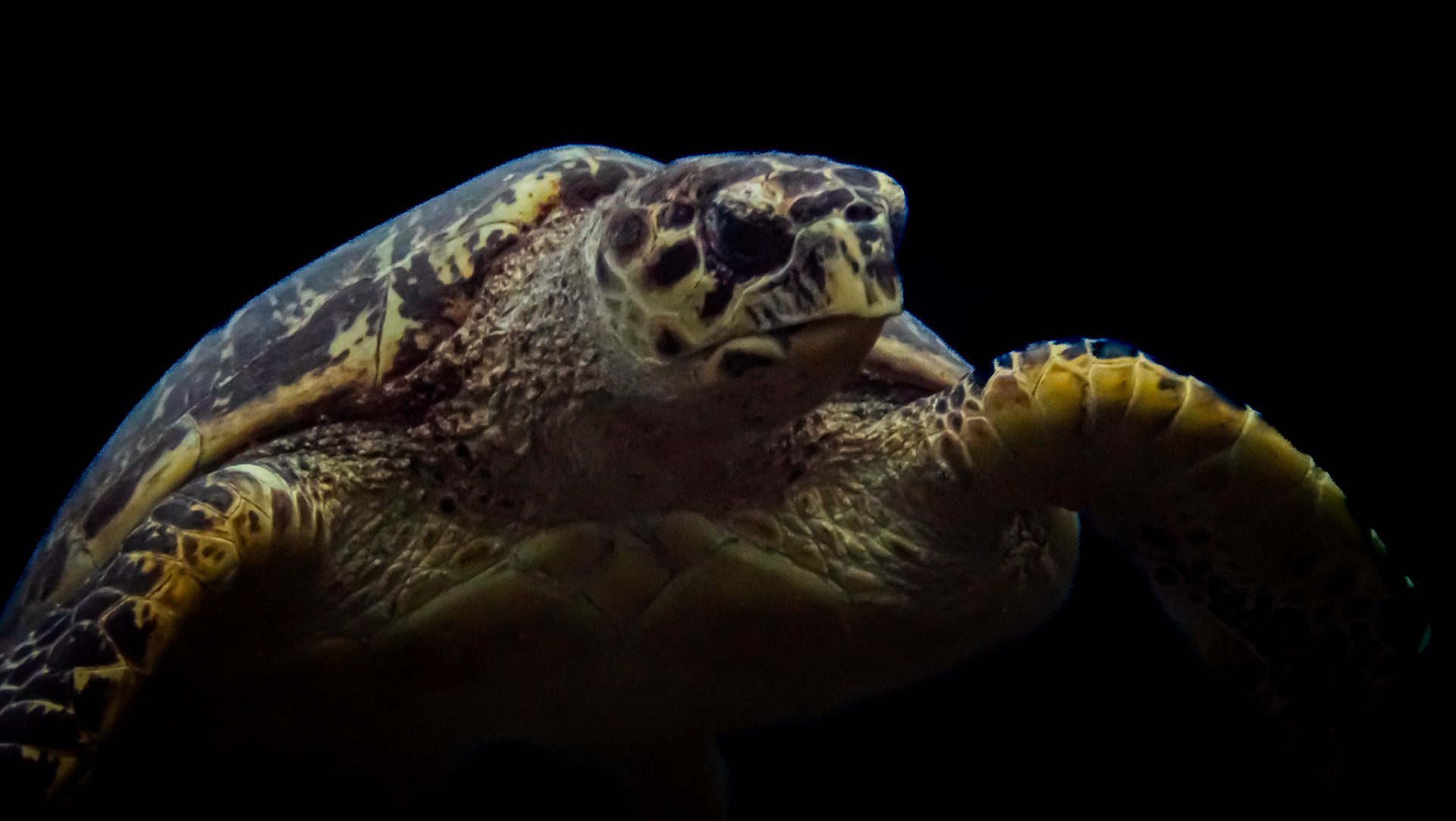 Tortue