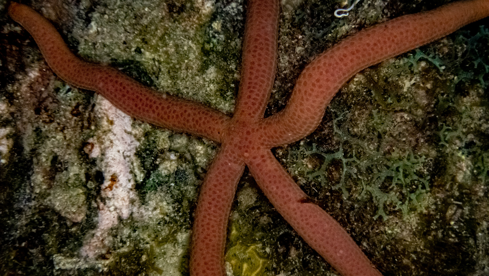 Étoile comète de Floride