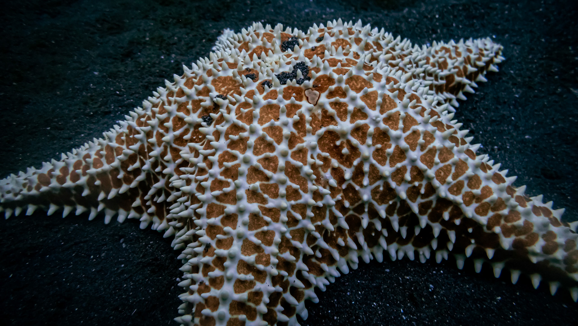 Étoile de mer Commune