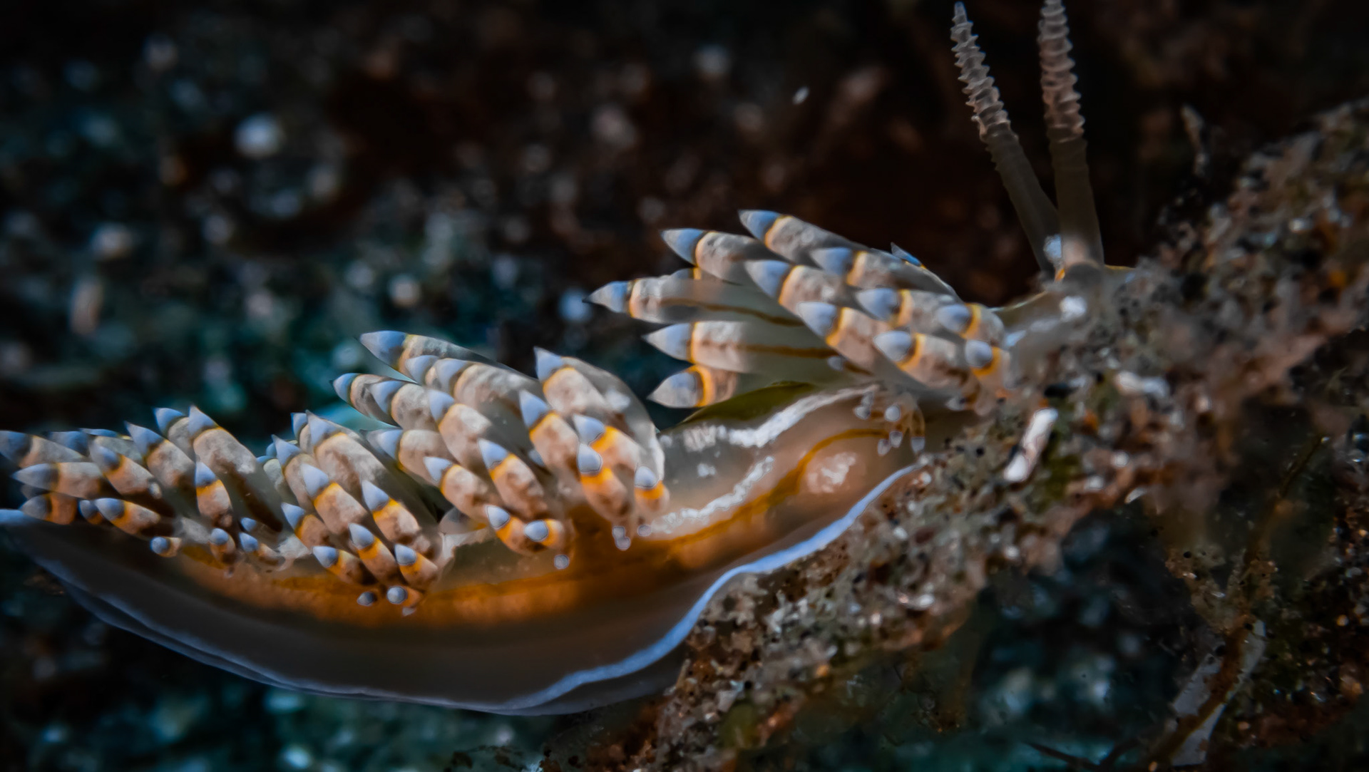 Nudibranche