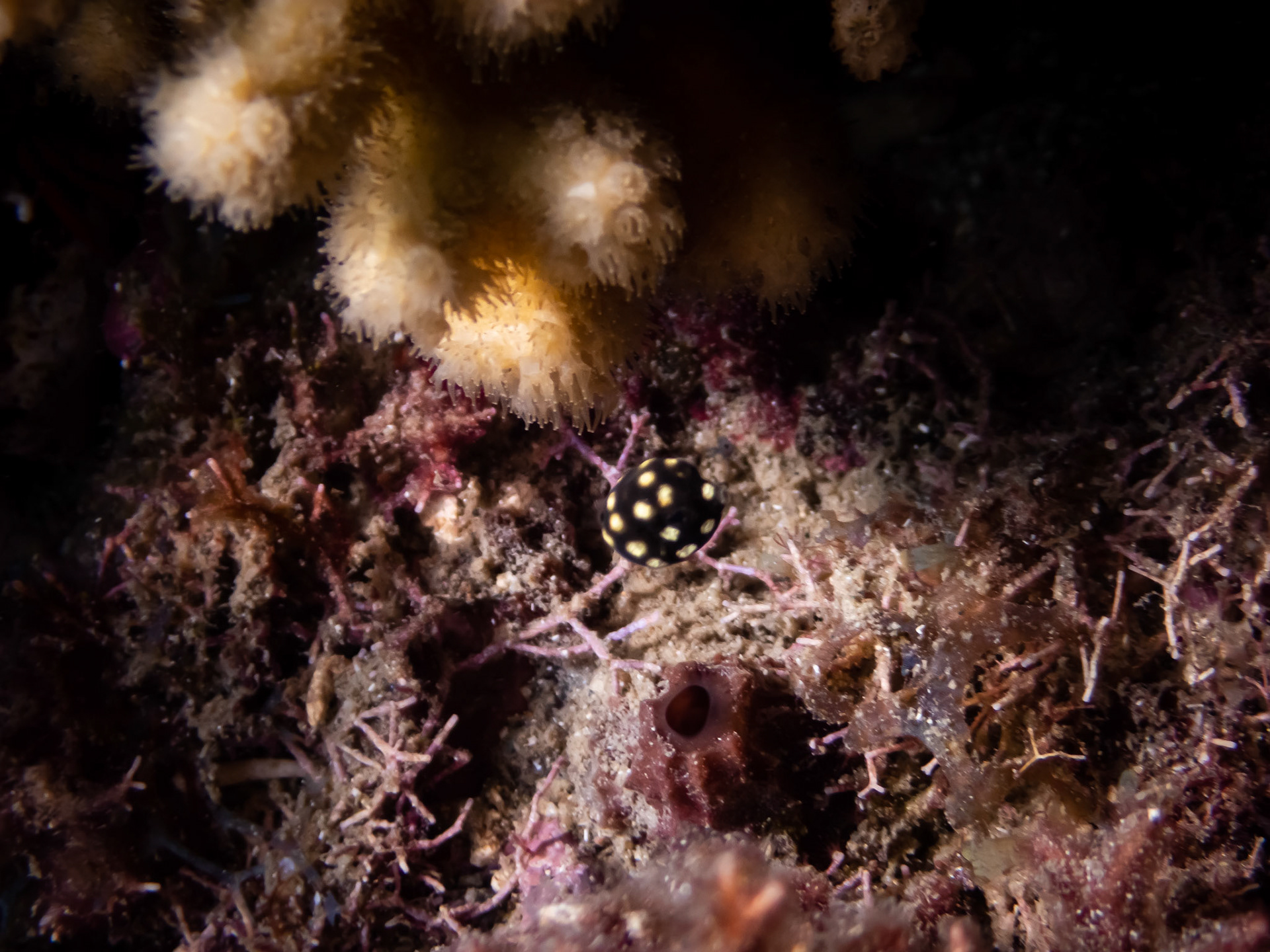 Coffre Mouton (Juvénile) (5mm)