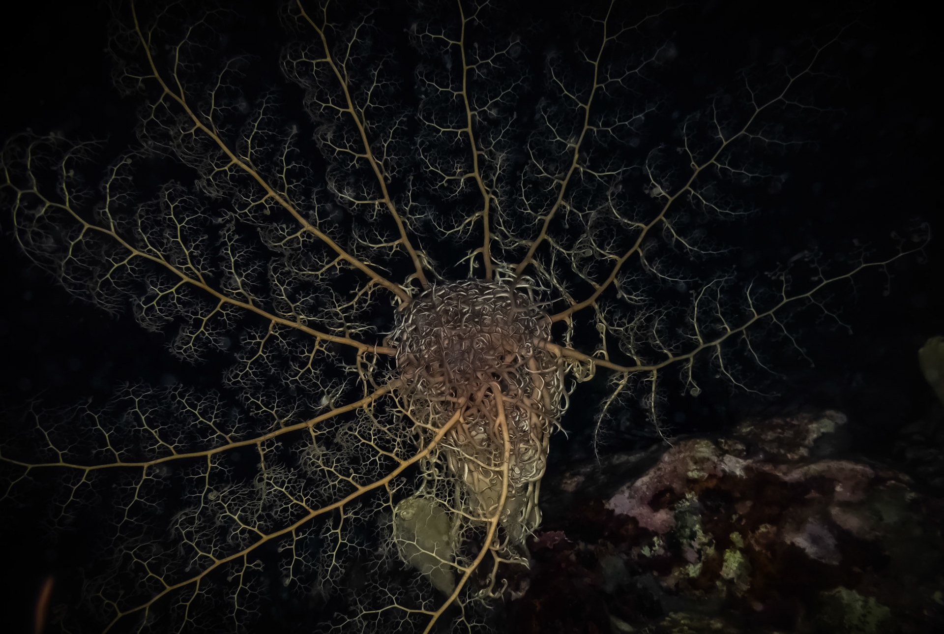 Gorgonocéphale