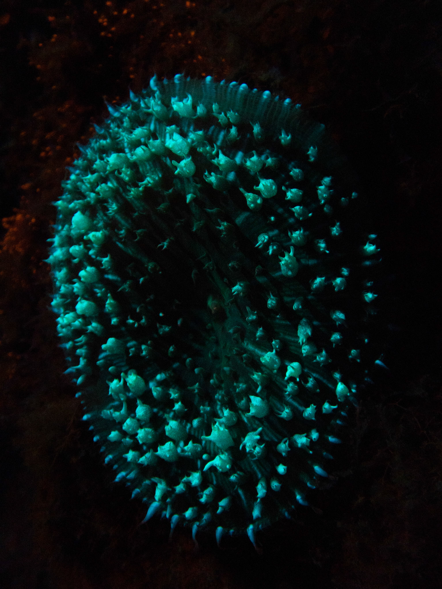 CORALLIMORPHAIRE