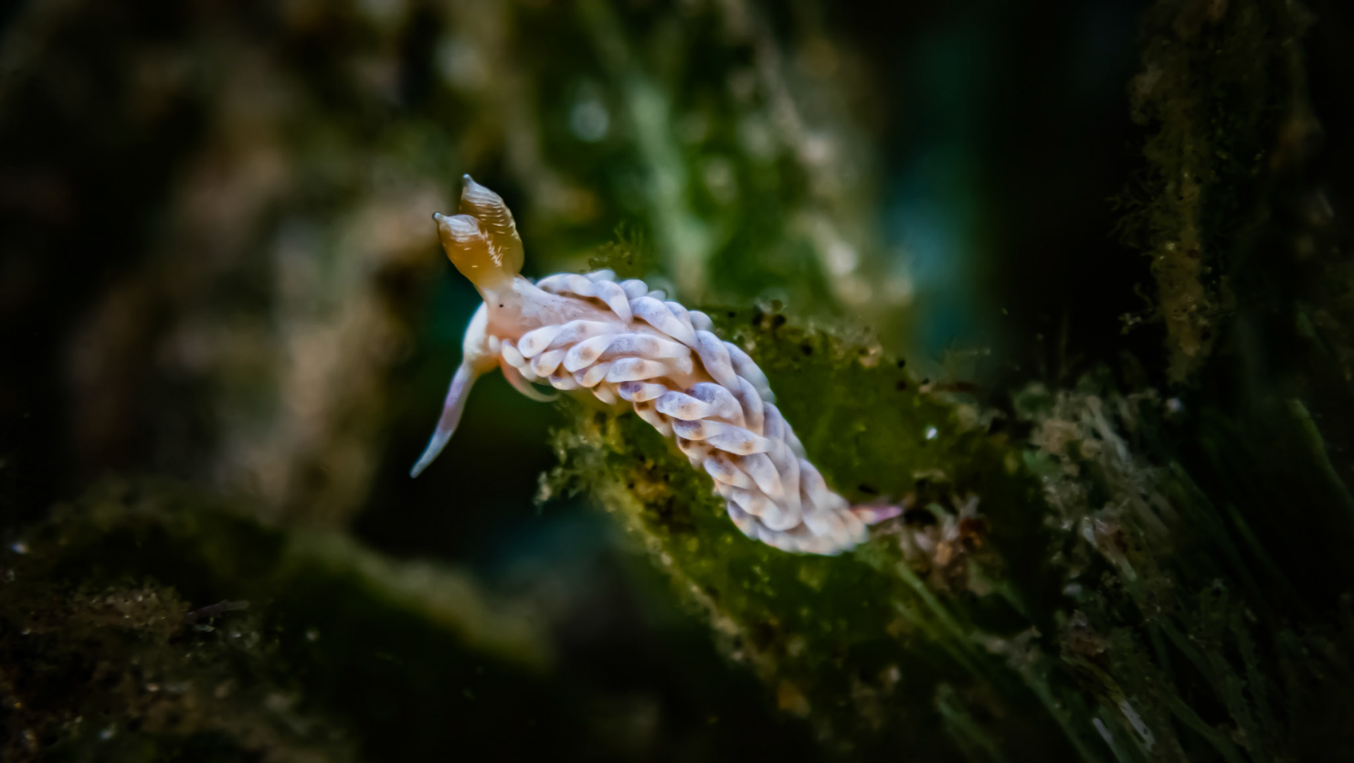 Nudibranche