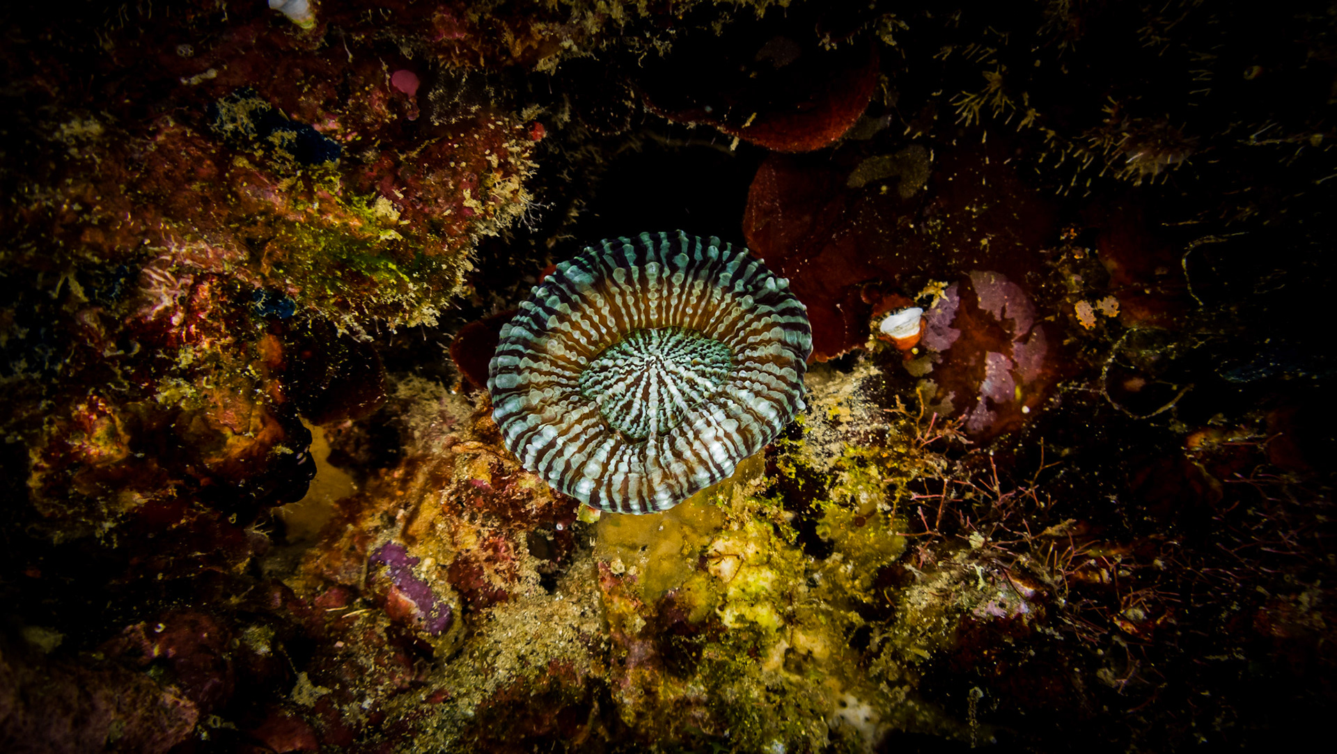 Corail solitaire de Wells