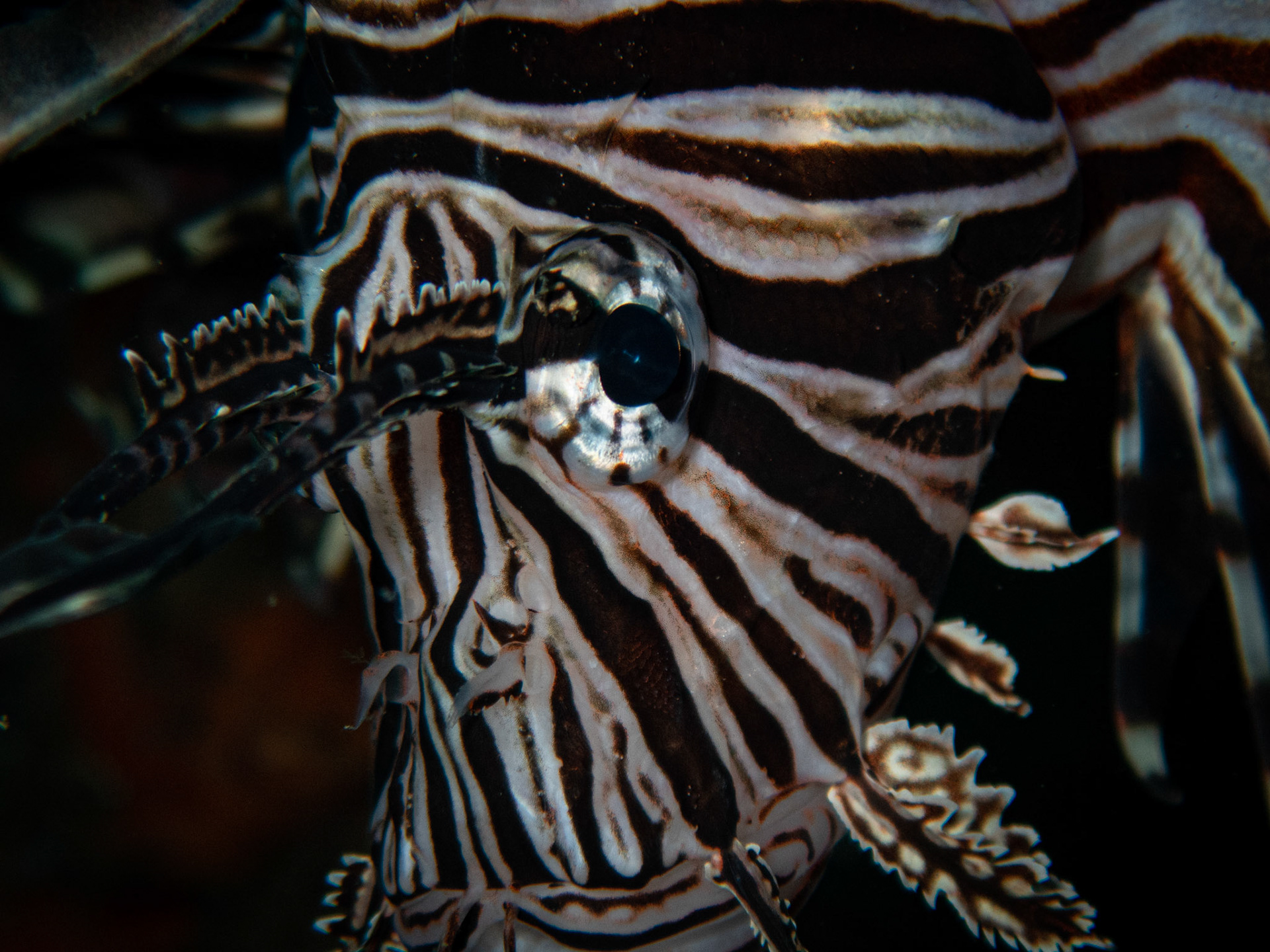 Poisson lion