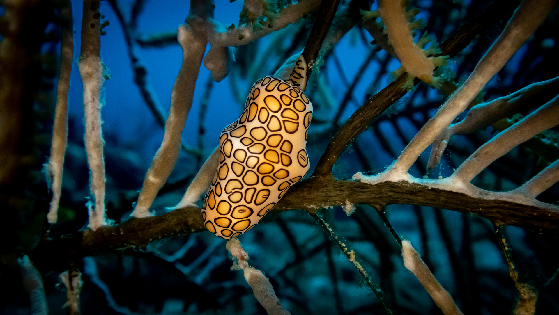 Monnaie Caraibe à Ocelles