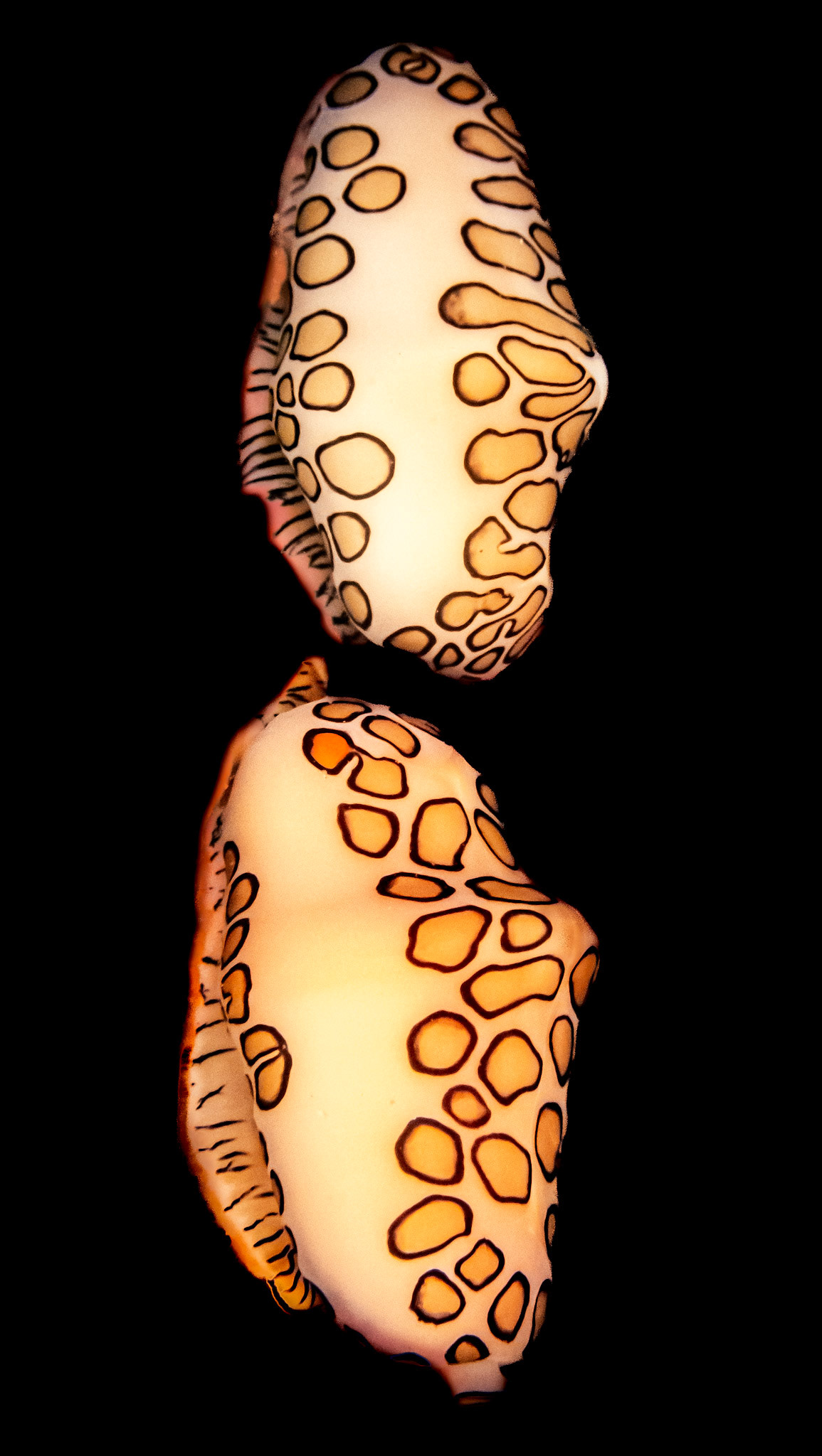 Monnaie Caraibe à Ocelles