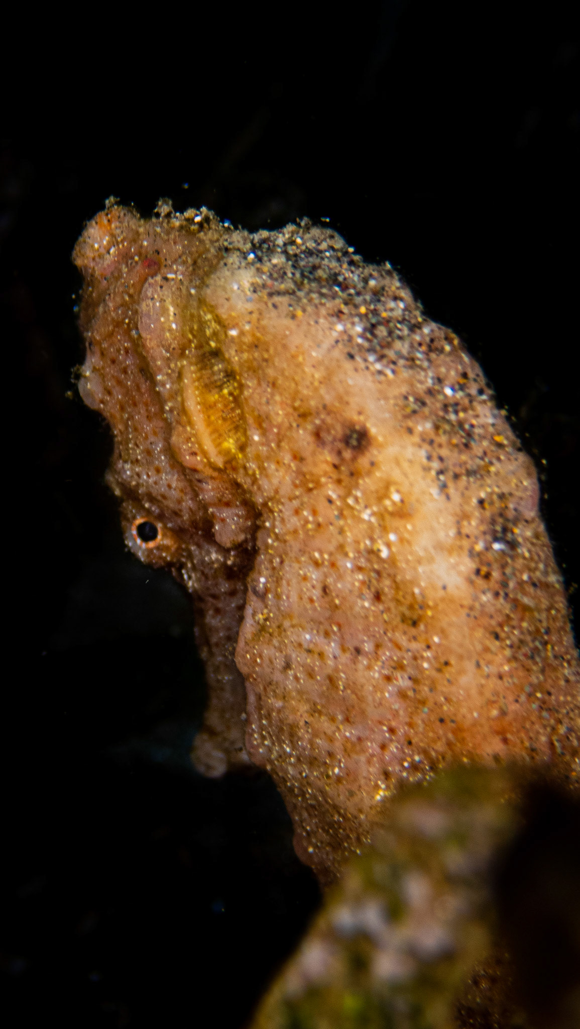 Hippocampe
