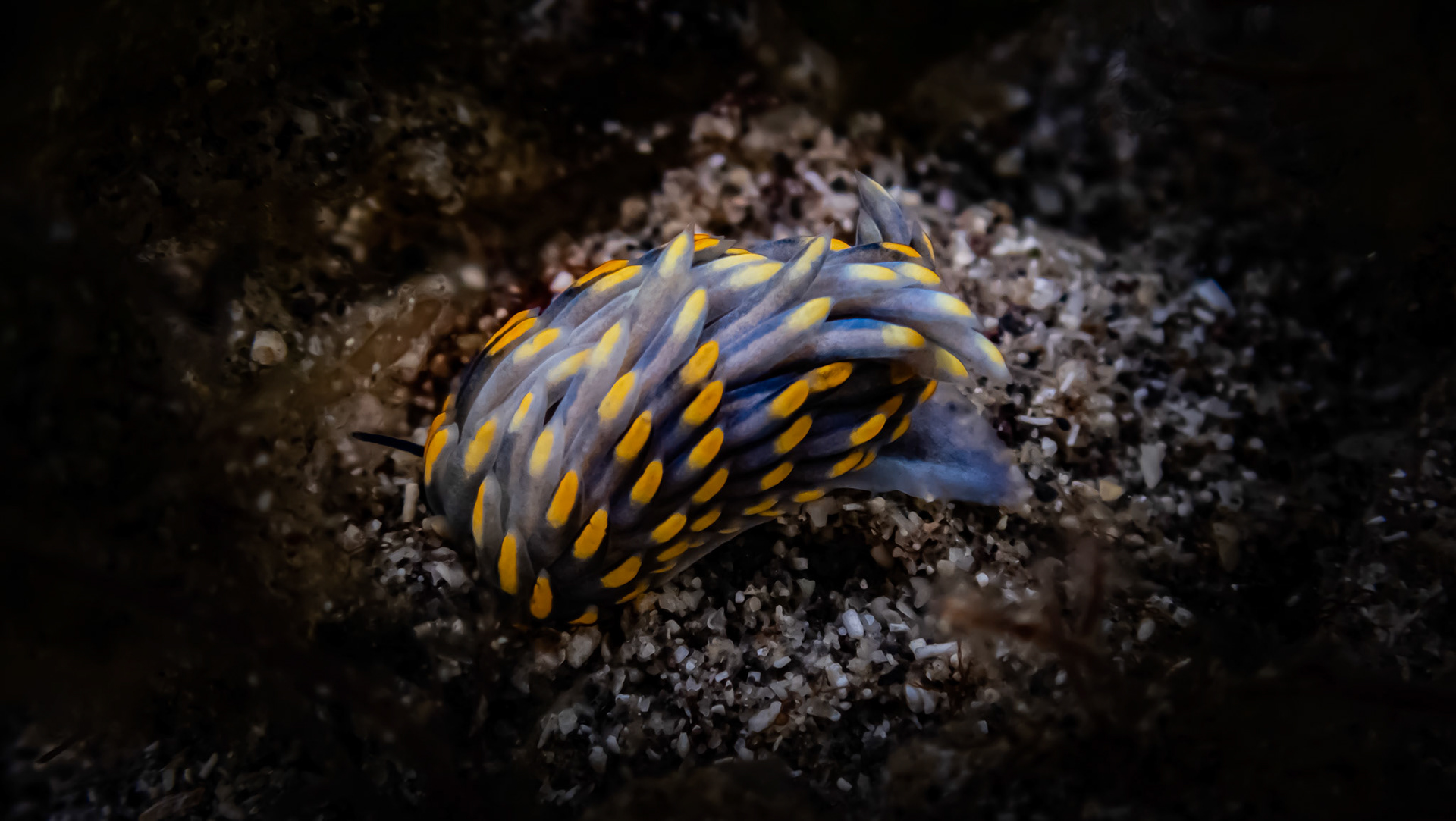 Nudibranche