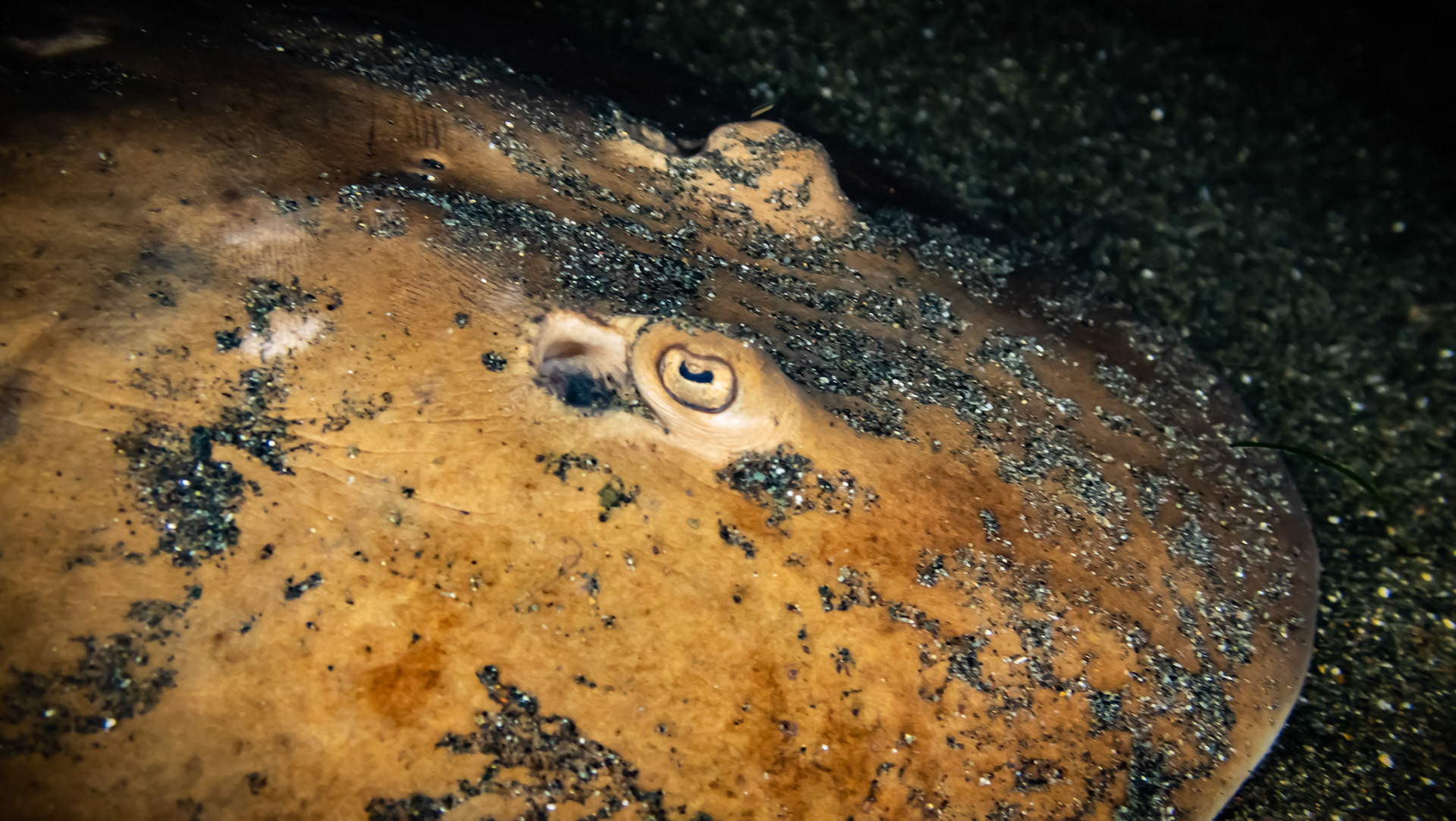 Raie électrique - Trembleur