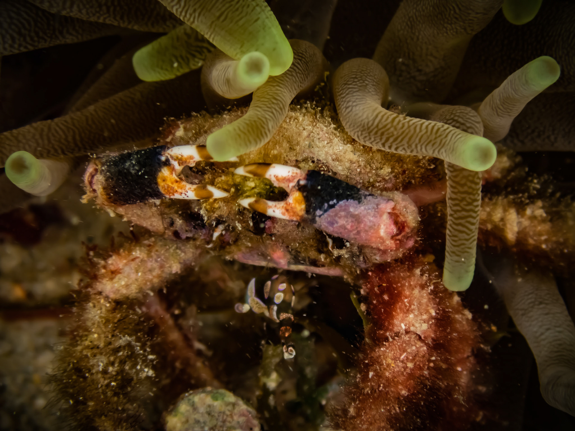 CRABE D'ANÉMONE
