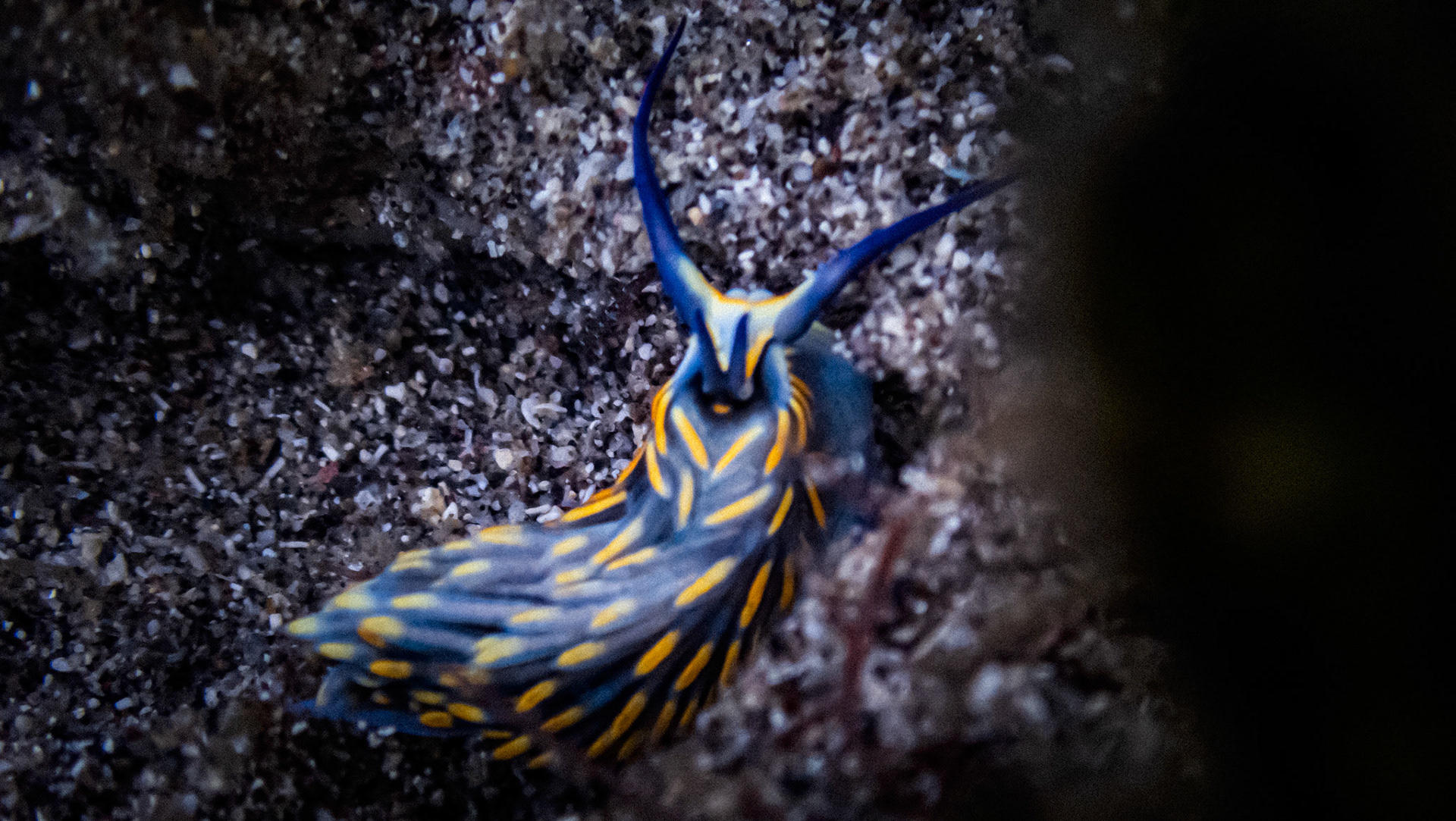 Cerberille à Franges Dorées
