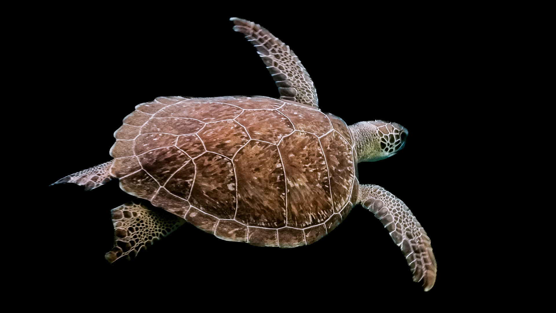 Tortue Verte