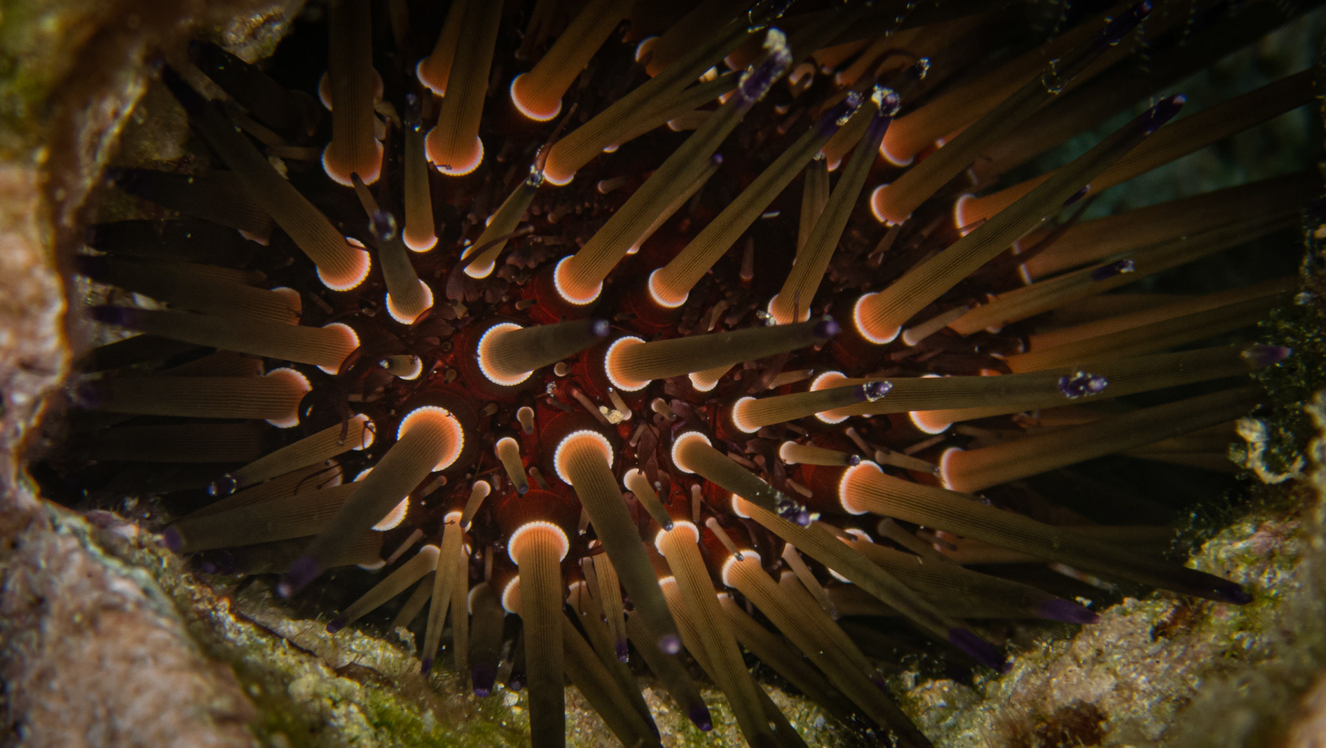 Oursin  des recifs des Antilles