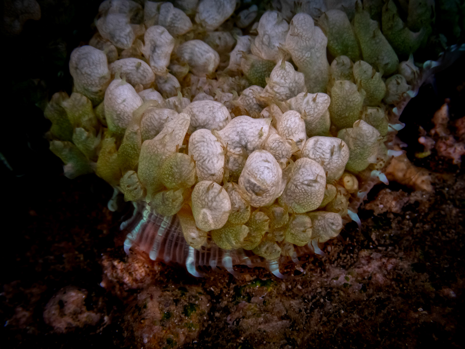 Corallimorphe véruqueux