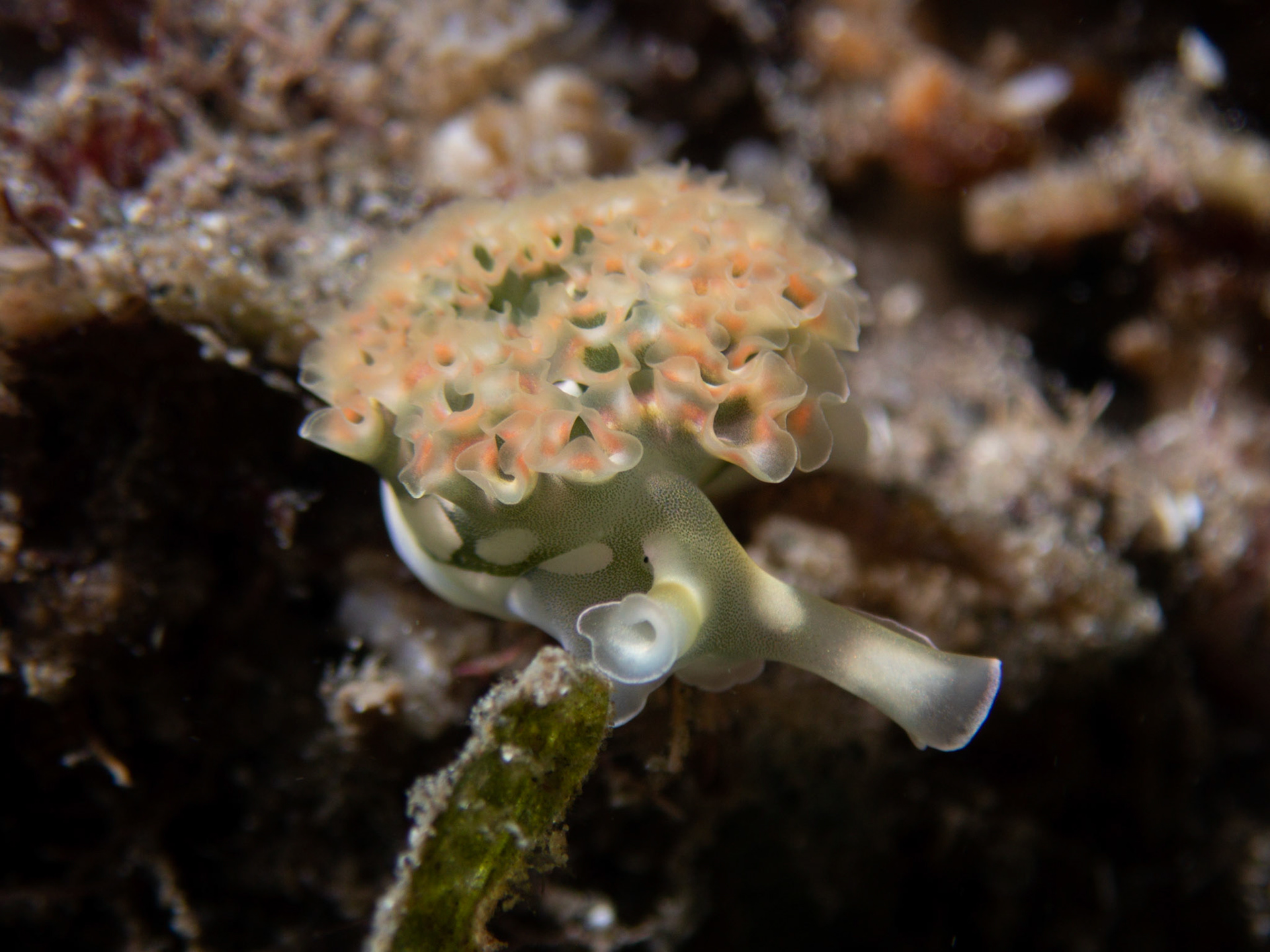 Elysie (Limace frisée)