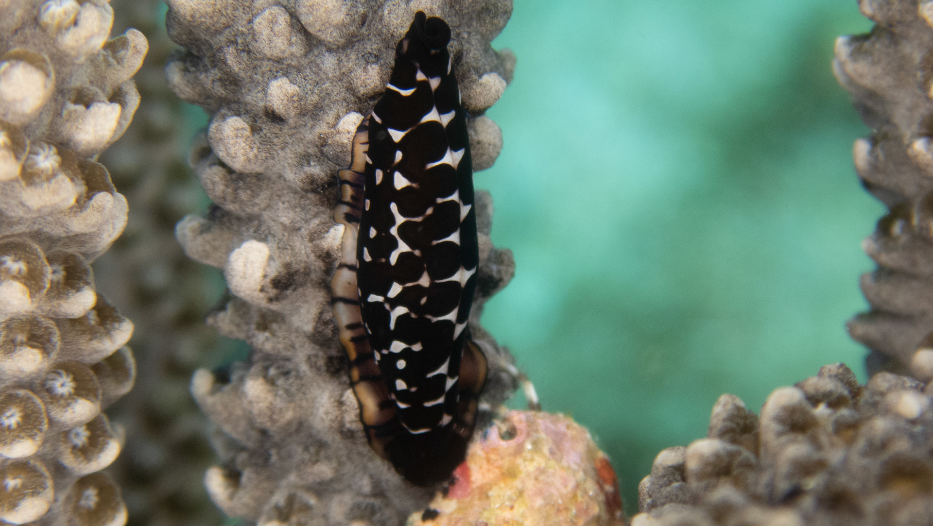 Monnaie Caraibe Triangulaire