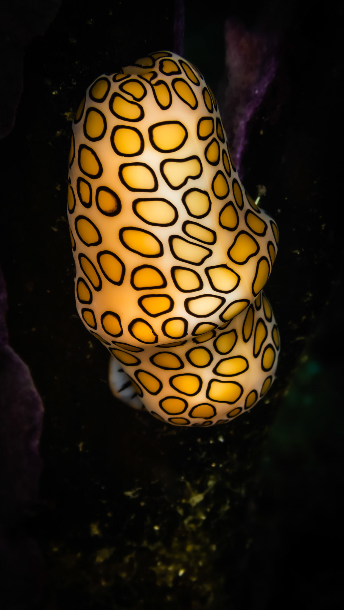 Monnaie Caraibe Oscelée