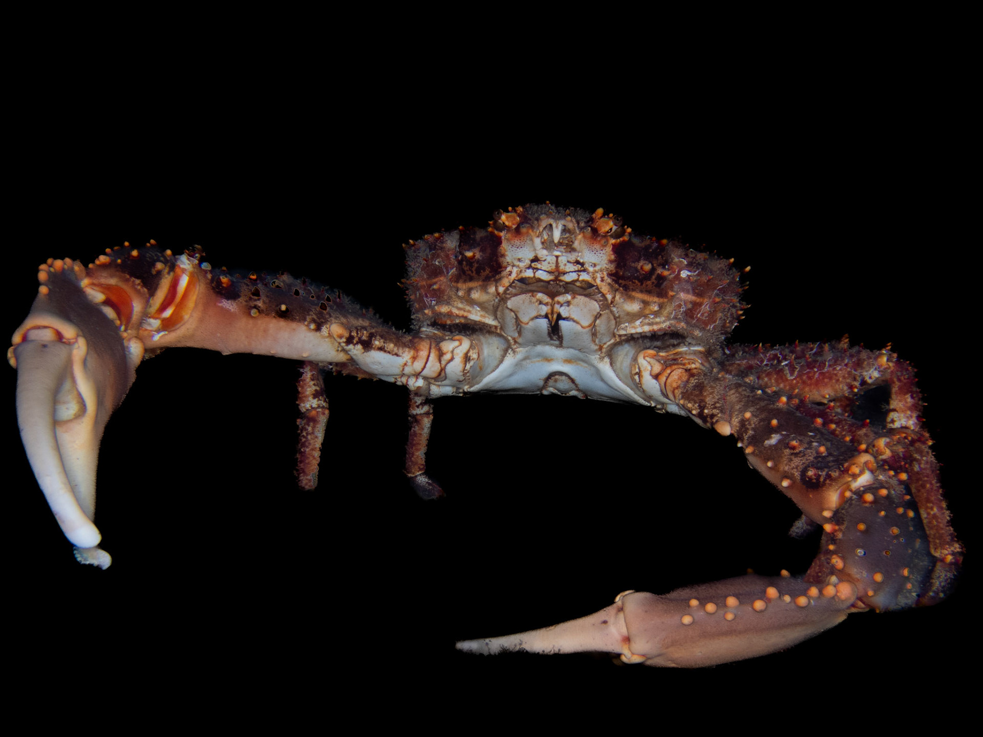 Crabe Araignée
