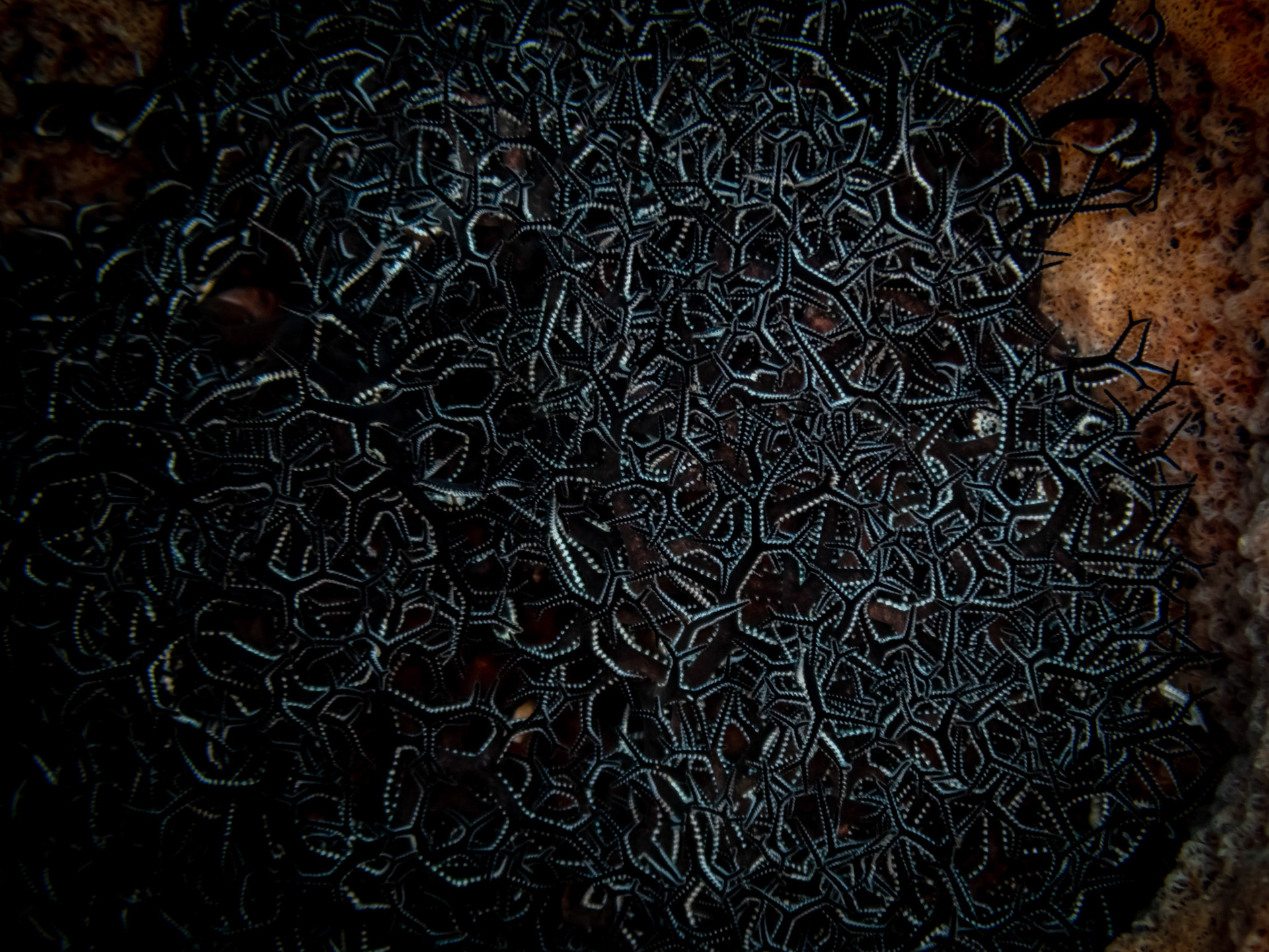 Gorgonocéphale (Astrophyton)