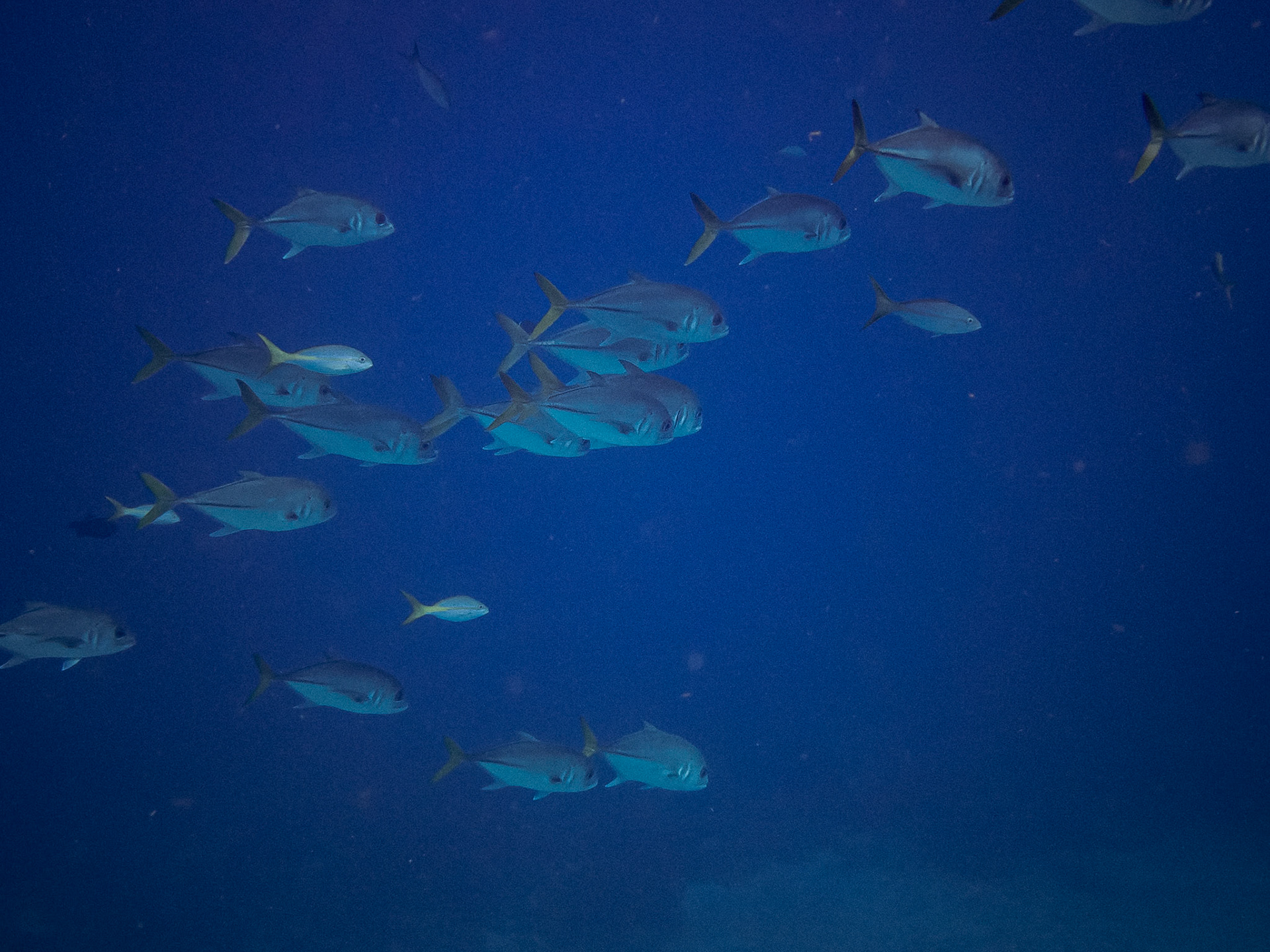 Carangue à Gros Yeux