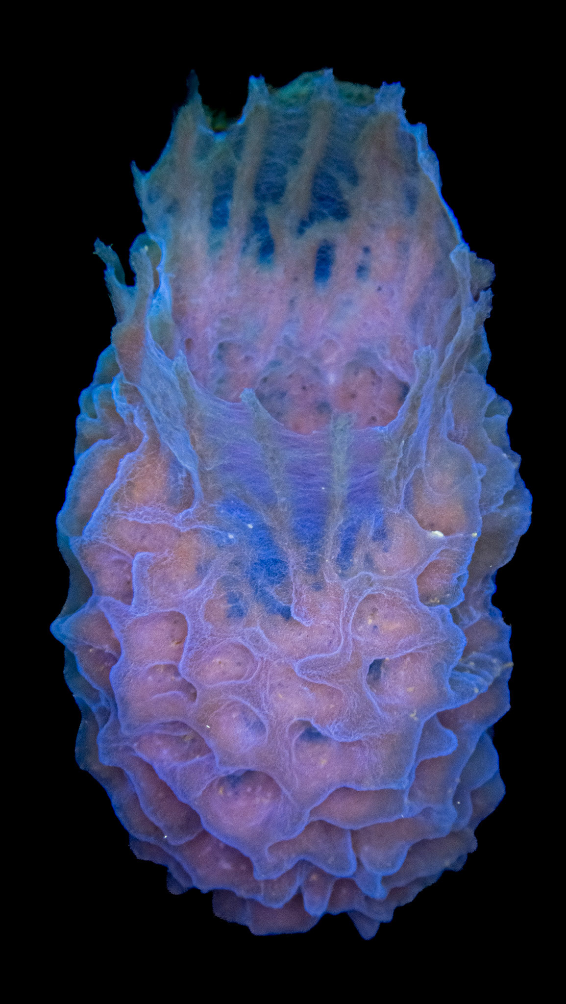 Eponge-vase fluo