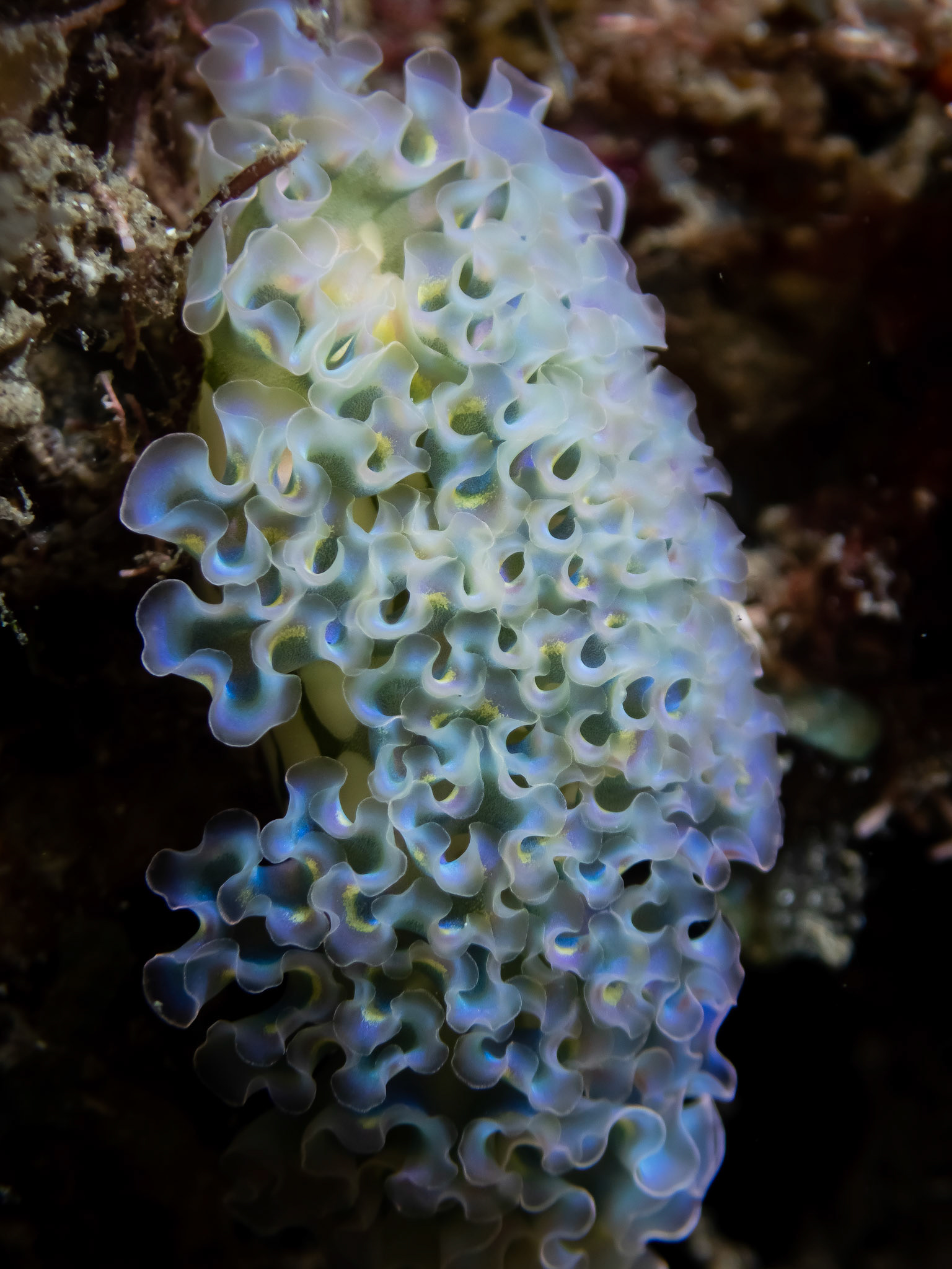 Elysie (Limace frisée)