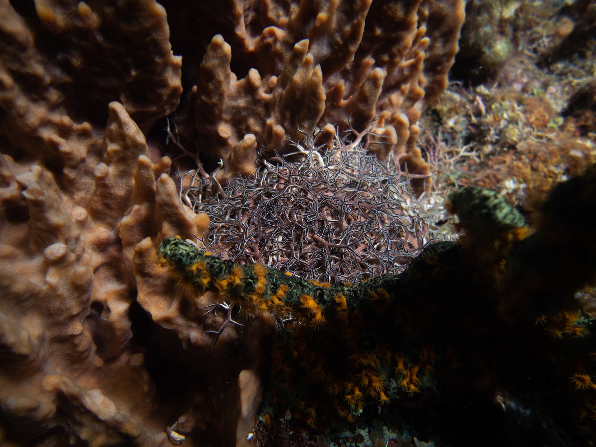 Astrophyton Géant (Gorgonocéphale)