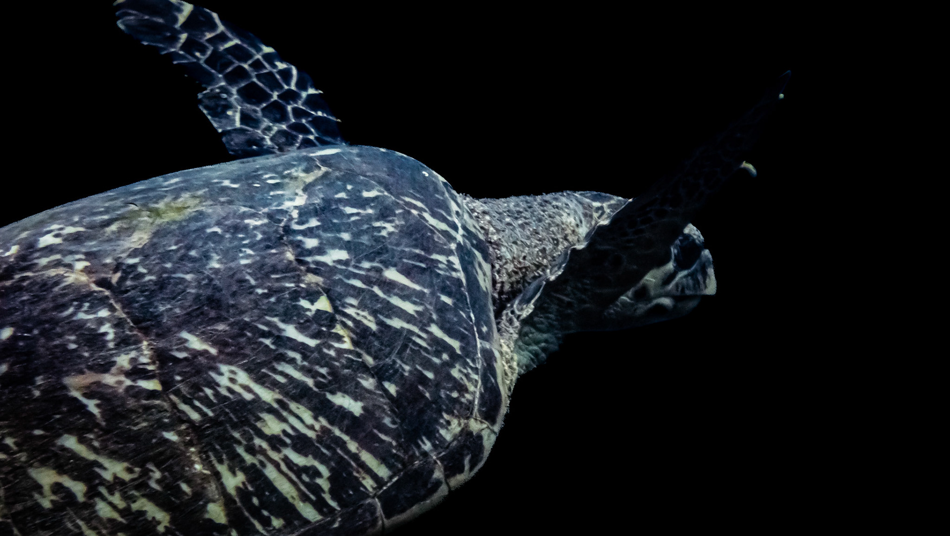 Tortue