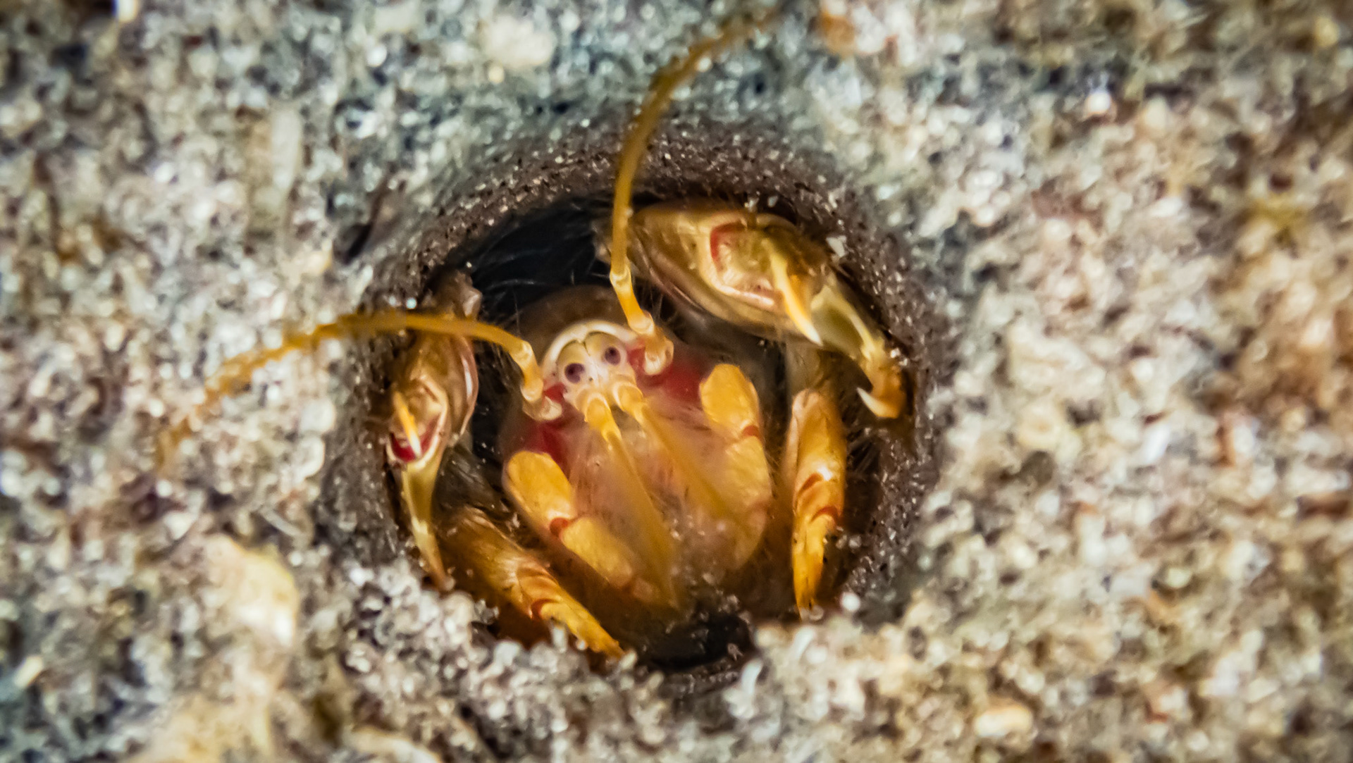 Crevette Fantome Rouge-Orange