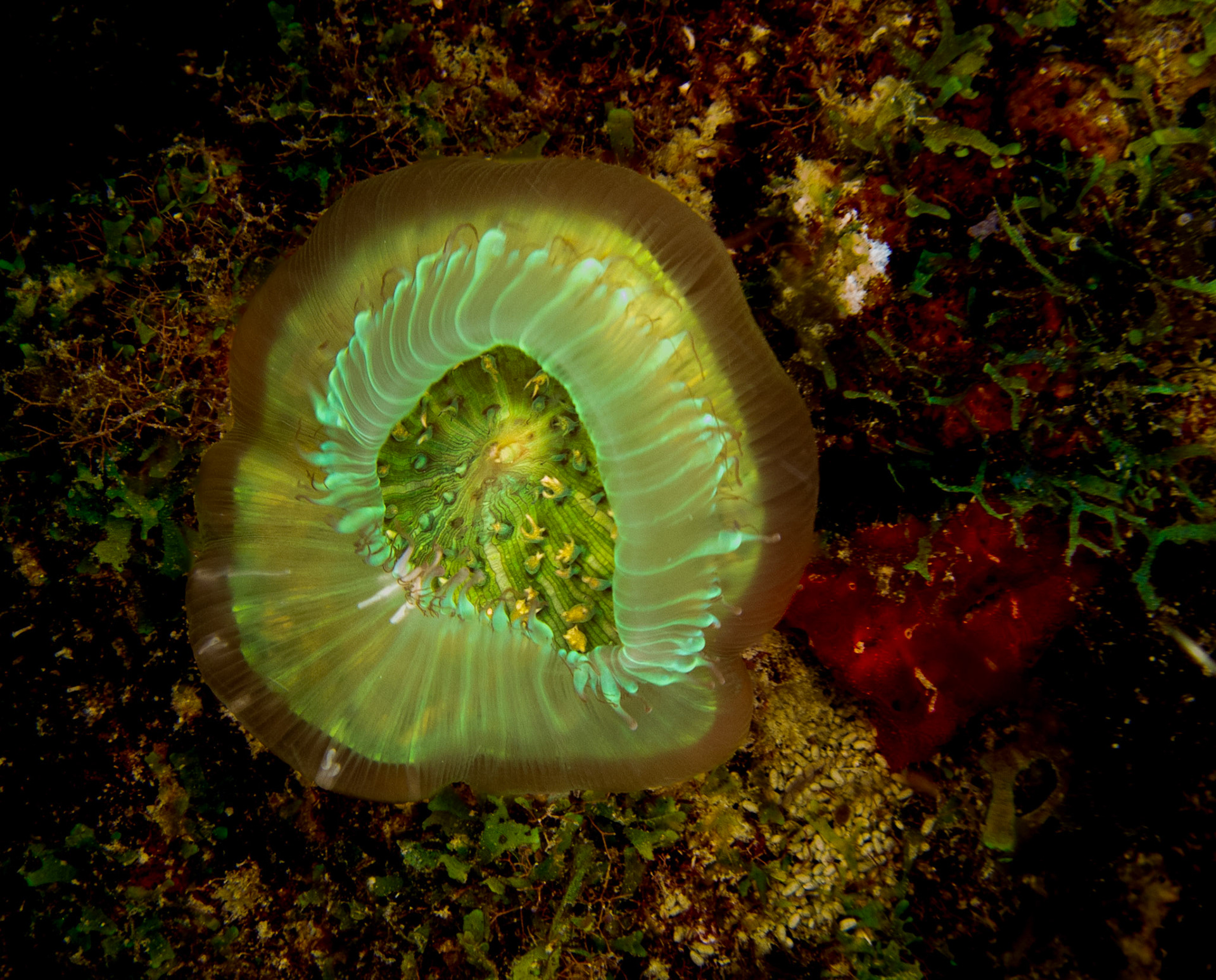 CORALLIMORPHAIRE