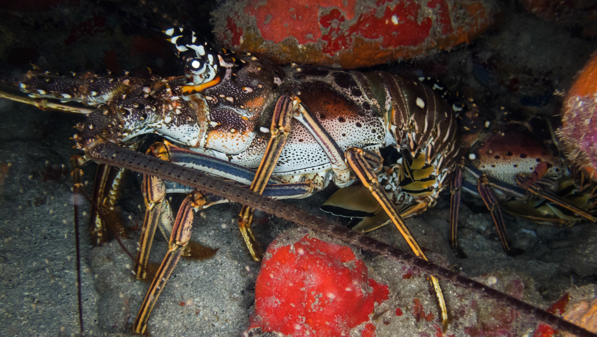 Langouste Royale