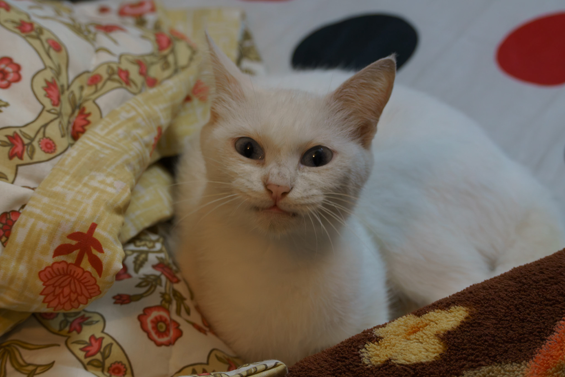 mad cat