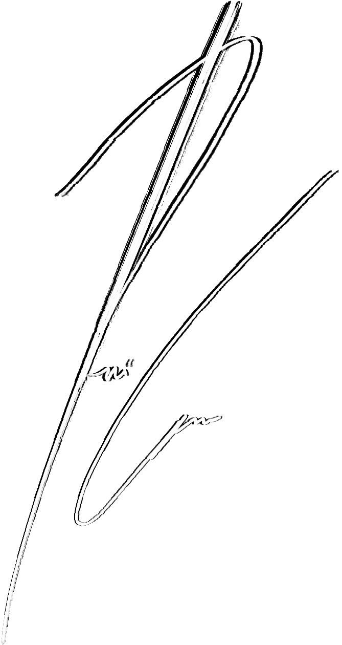 Rui Carvalho