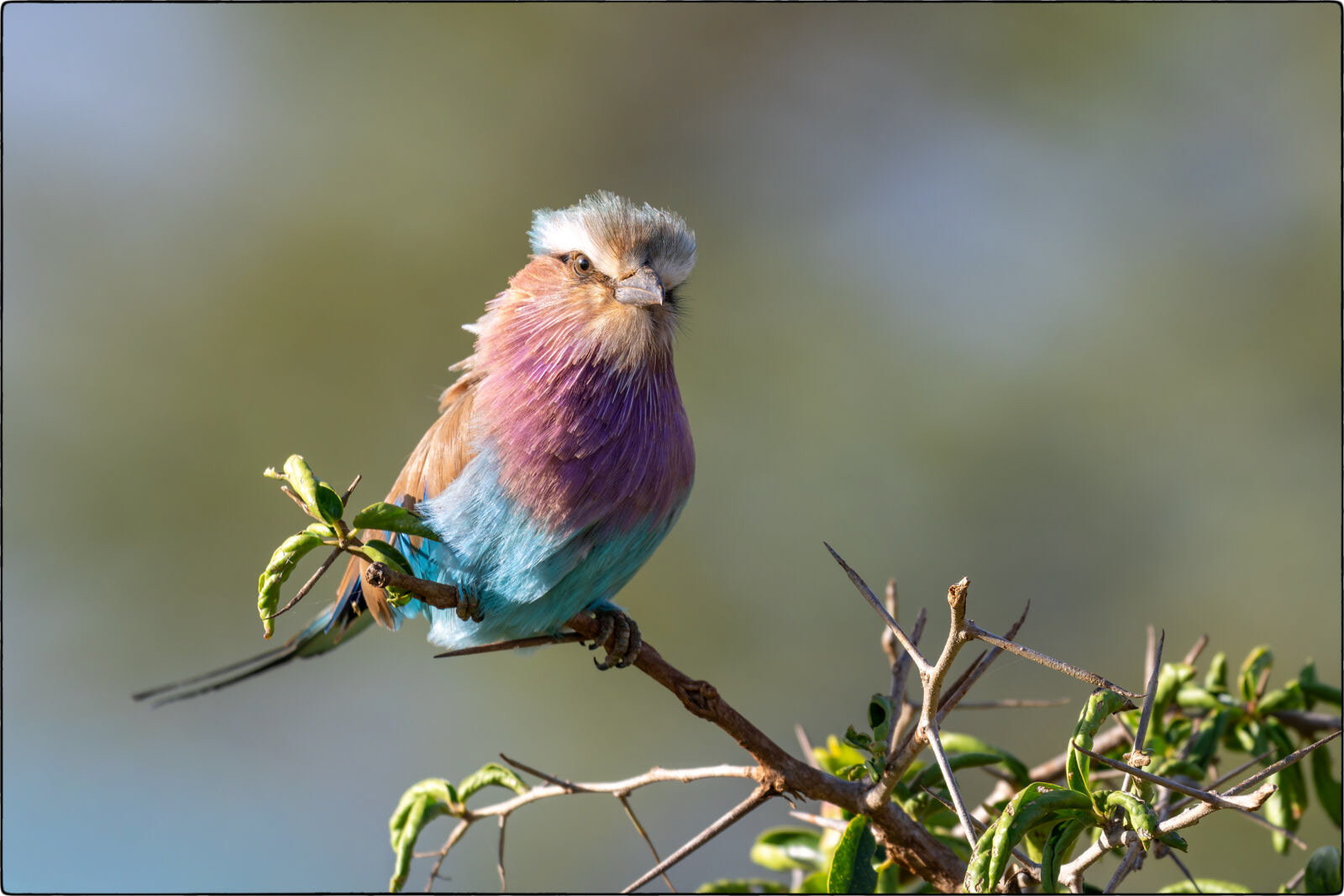 Gabelracke (Coracias caudatus - Lilac-breasted roller)