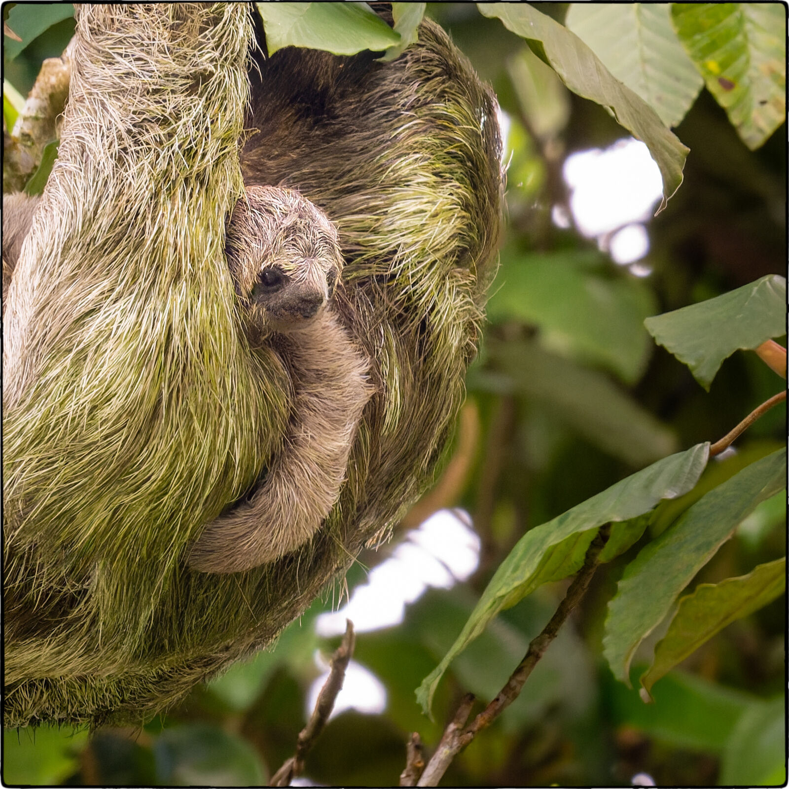 Braunkehl-Faultier (Bradypus variegatus - Brown-throated sloth)