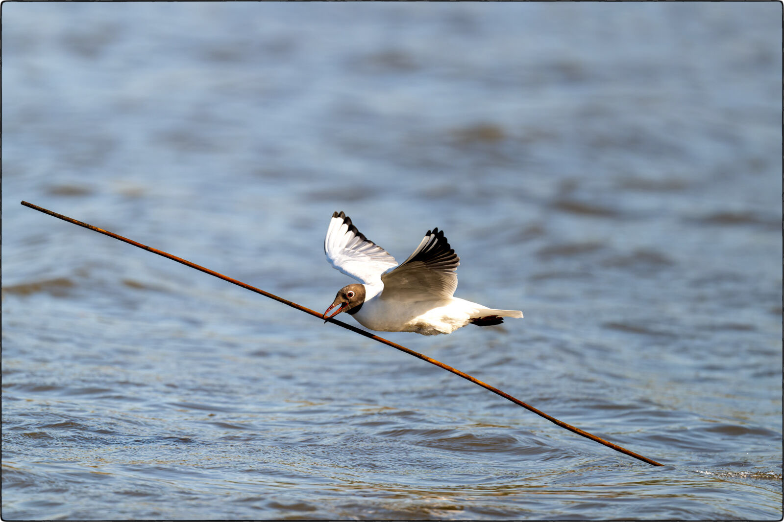 Lachmöwe (Chroicocephalus ridibundus - Black-headed gull)
