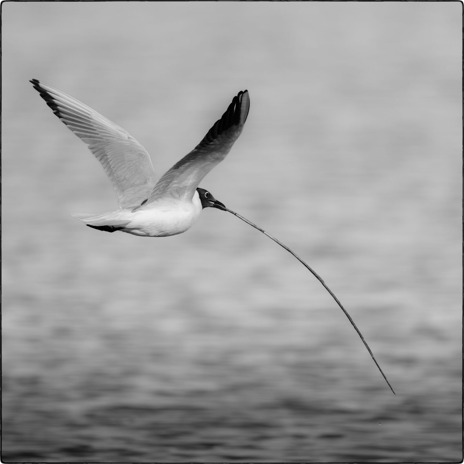 Lachmöwe (Chroicocephalus ridibundus - Black-headed gull)