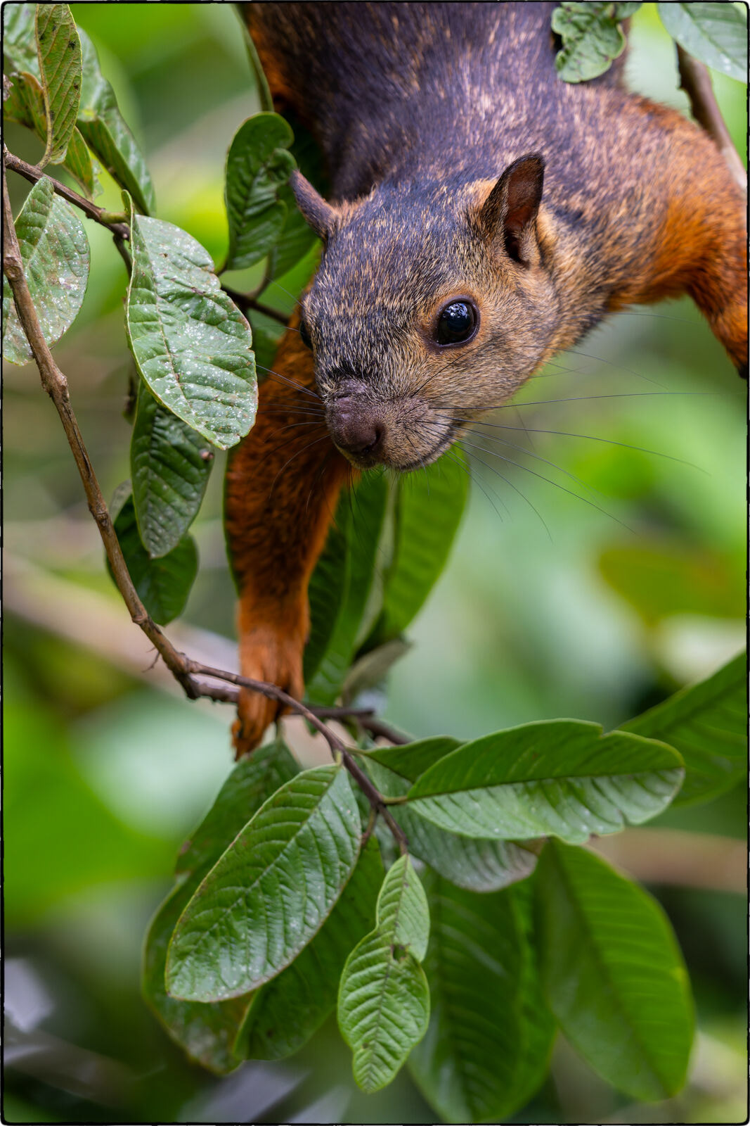 Bunthörnchen (Sciurus variegatoides - Variegated squirrel)