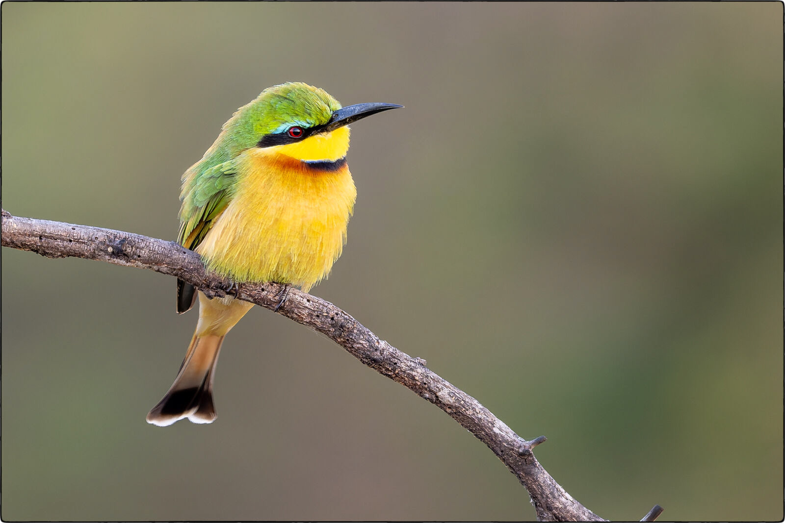 Zwergspint (Merops pusillus - Little bee-eater)