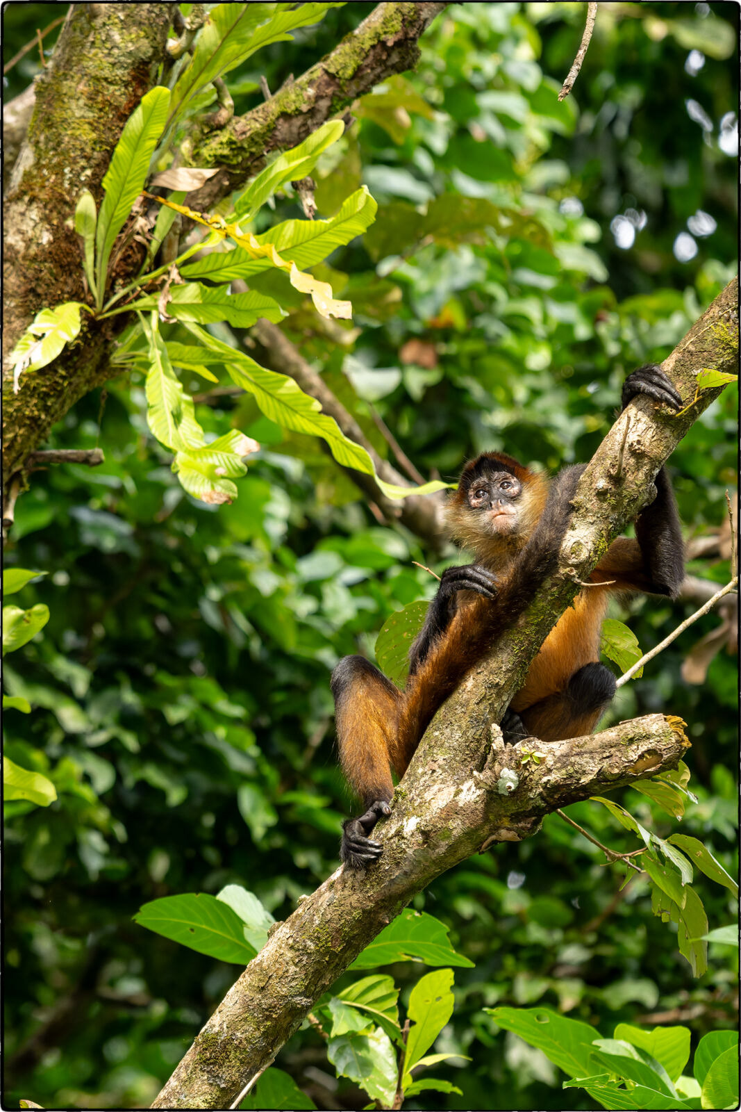 Geoffroy-Klammeraffe (Ateles geoffroyi - Geoffroy's spider monkey) 