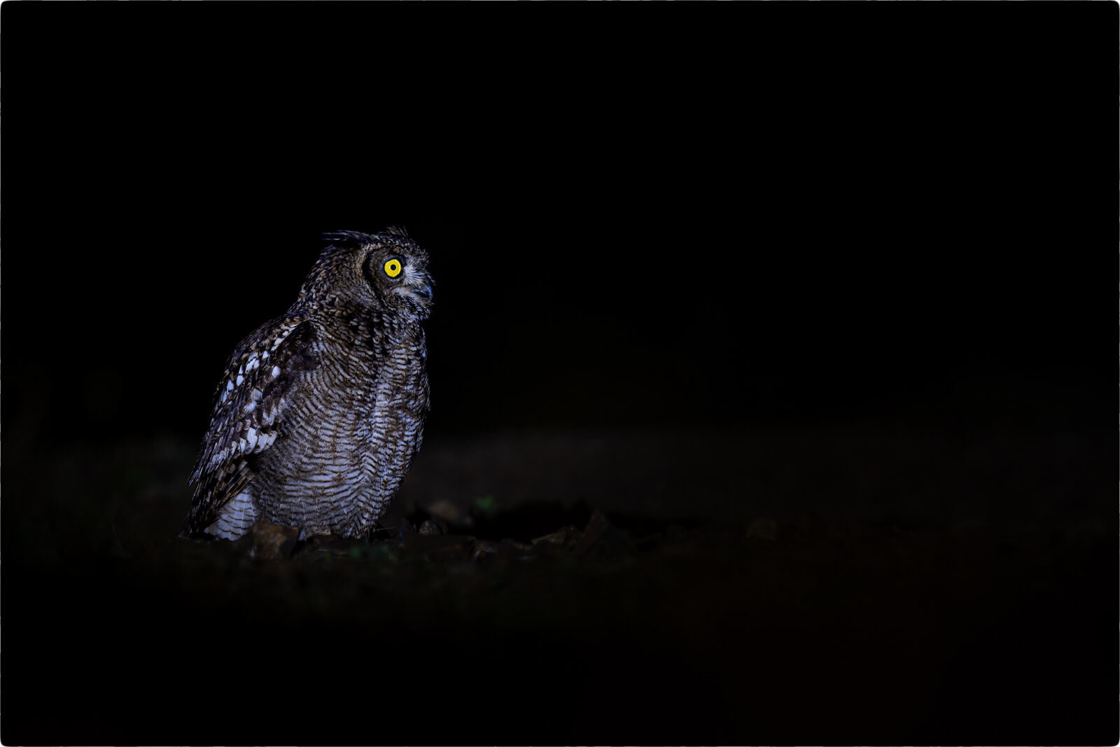 Fleckenuhu (Bubo africanus - African spotted eagle-owl)
