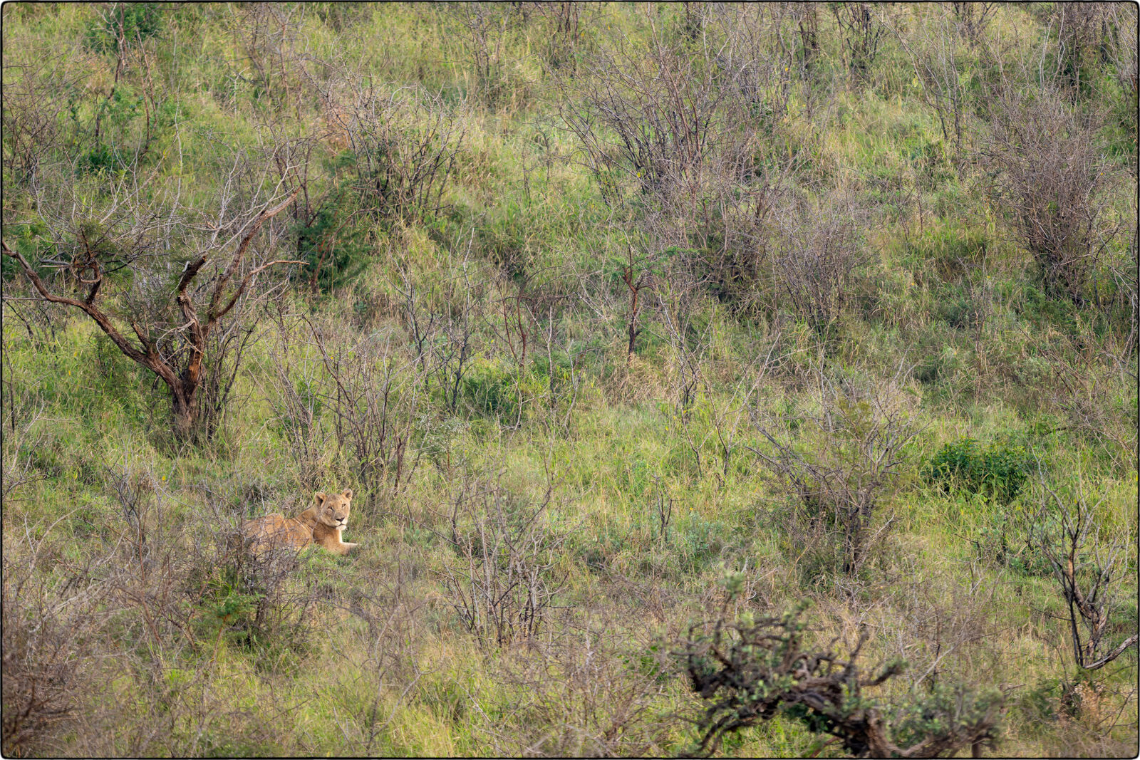 Löwe des südlichen Afrika (Panthera leo melanochaita - Lion of southern Africa)